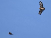 Maeusebussard (Buteo buteo) 10
